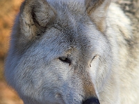 Arctic Wolf 030